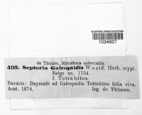 Septoria galeopsidis image